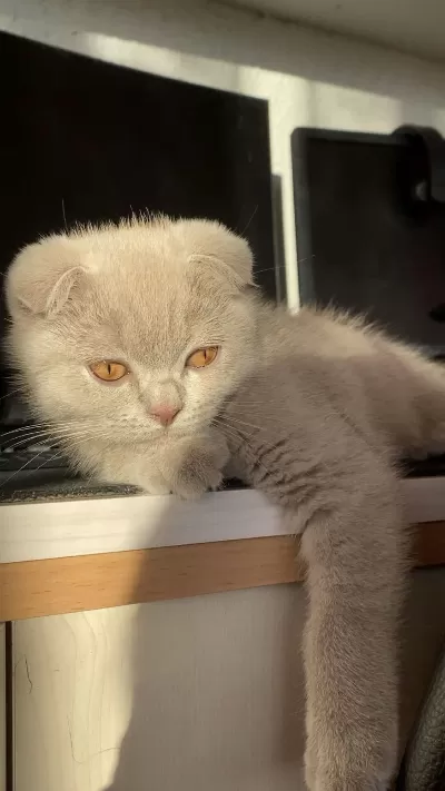 5 Aylık Scottish Fold Lilac Yavrumuz