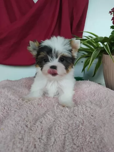 Harika Biweryork Terrier