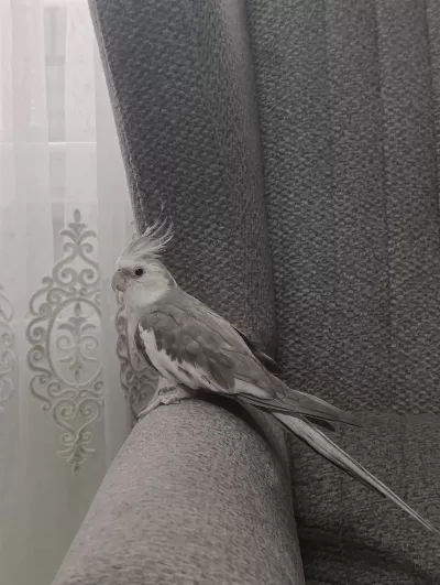 Ele Alışkın Sultan Papağanı