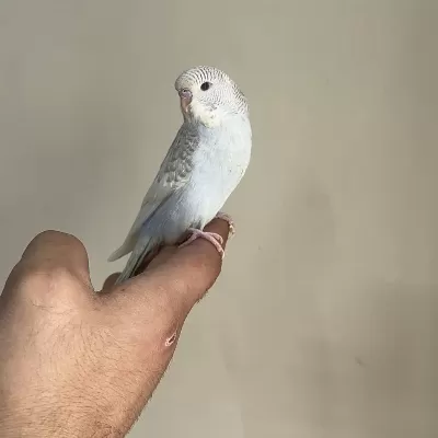 Bebek Muhabbet Kuşu Yeni Yeme Düşmüştür
