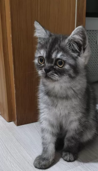 Harika Kedimiz İçin Ulaşın