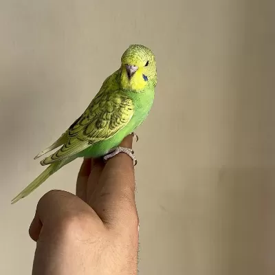 Bebek Muhabbet Kuşu Yeni Yeme Düşmüş