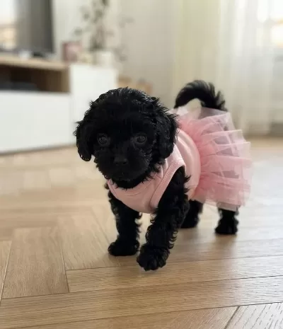 Çok Uyguna Teacup Minik Köpekler