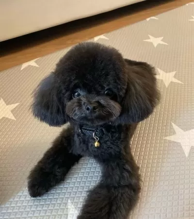 Teacup Toy Maltipoo Minikler