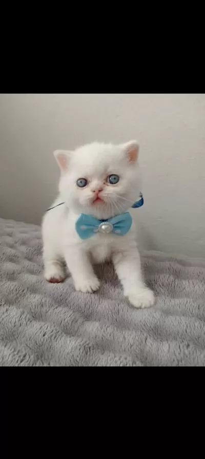 Mavi Gözlü Blue Point British Shorthair Yavrular