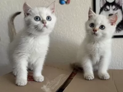 Garantili En Güzel British Shorthair Yavrularımız