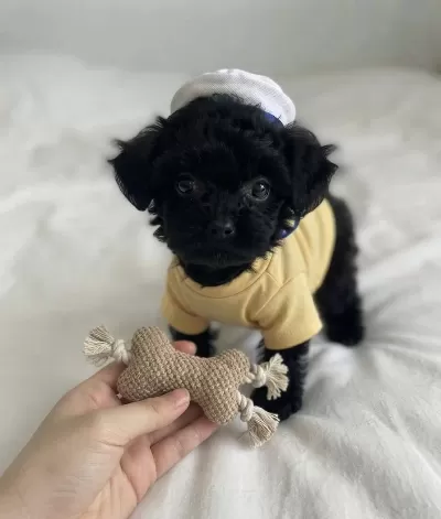 Ev Ortamından Siyah Toy Poodle Yavrular