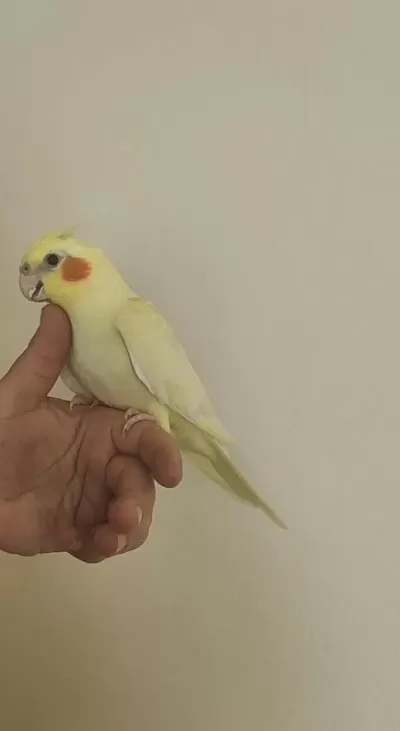 Ev Üretimi Sultan Papağanı