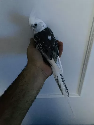 Evcil Wifi Face Mutasyonu Sultan Papağanı