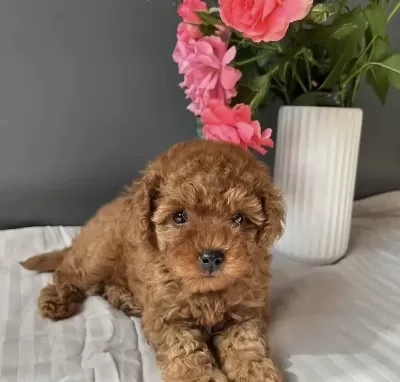 Harika Toy Poodle Yavrular