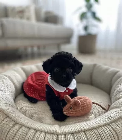Toy Poodle Minik Köpekler