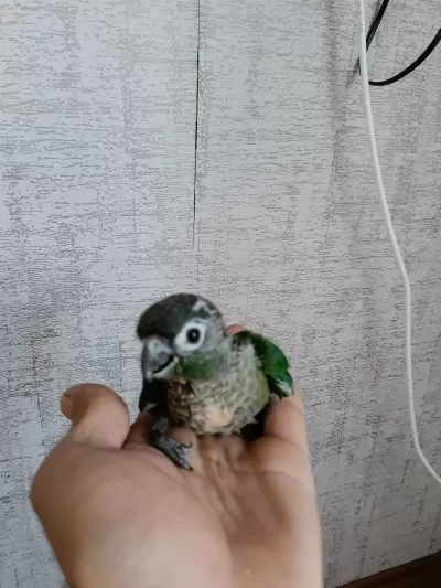 Yavru Konur Papağanı
