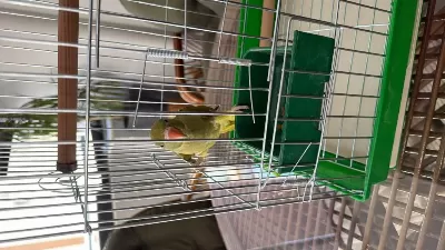 Bebek Pakistan Papağanı El Besleme