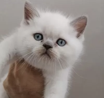 A Kalite British Shorthair Yavrularim