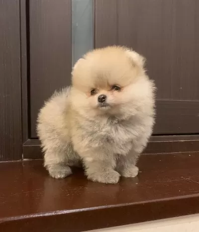 Pomeranian Boo Köpeği