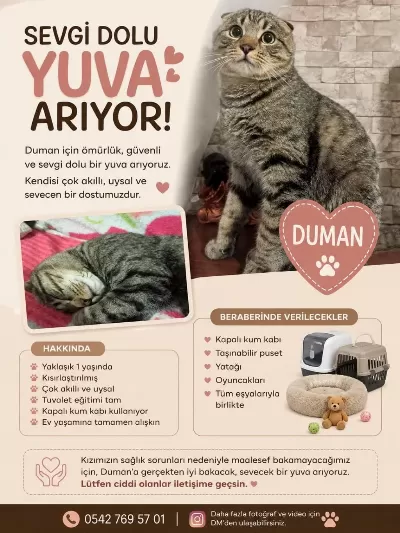Ücretsiz Acil Sahiplendirilecek Scottish Fold