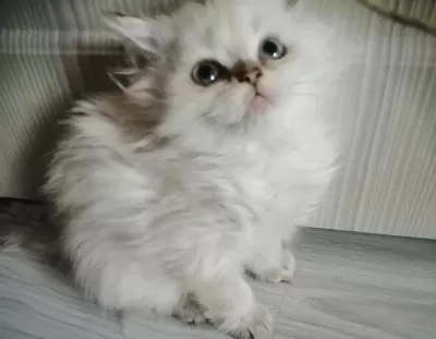 Harika Pamuk Bebek Kedimiz