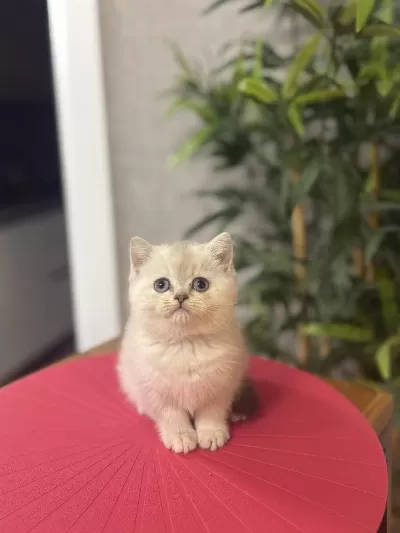 Silver Point British Shorthair Yavrularim