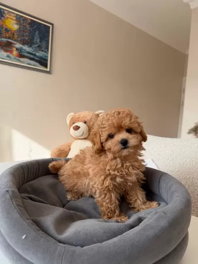 Toy Poodle Bebek Köpeklerimiz