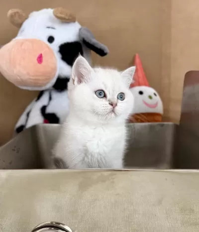 British Shorthair Bebekler