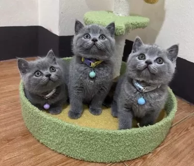 A Kalite British Shorthair Yavrularim