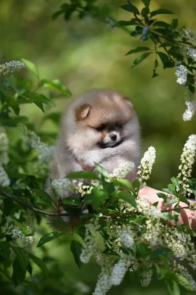 Pomeranian Boo Teddy Face
