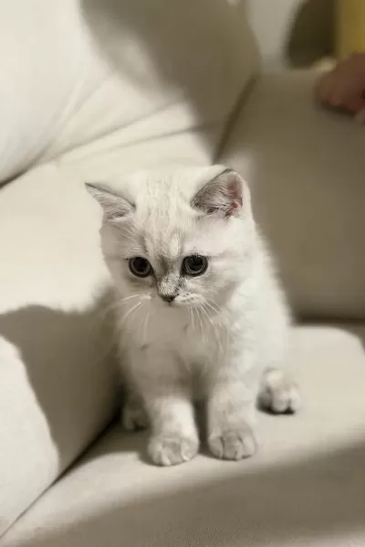 Safkan Scottish Fold Ve British Shorthair Bebeklerim
