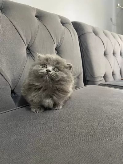 British Longhair 2 Aylık