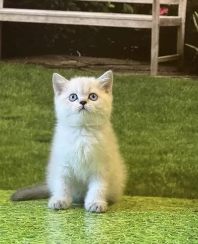 British Shorthair Silver Yavrularim