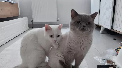 British Shorthair Kedisi