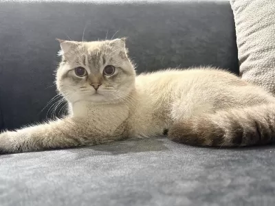 Erkek Scottish Fold Kedisi
