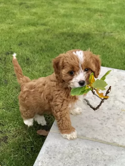Mini Boy Maltipoo Yavrularımız