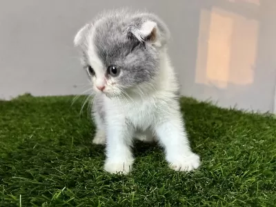 Scottish Fold Bi Color Nadir Renk