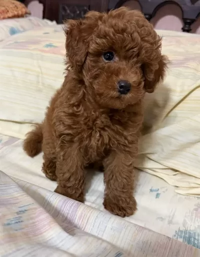 Toy Poodle Kore Kan Yavrularımız