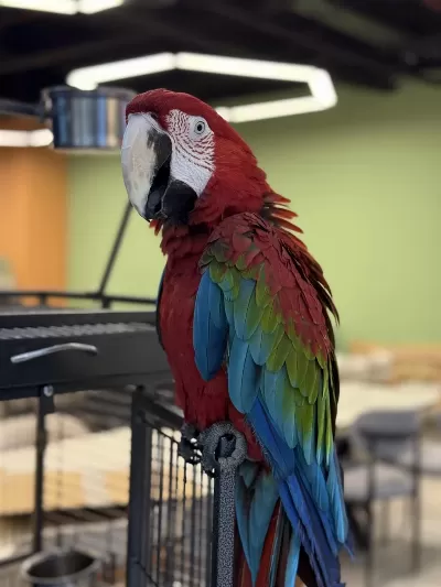 Ara Macaw Yavrusu Yari Evcil