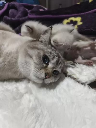 1 Buçuk Yaşında Erkek British Shorthair