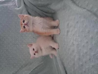 Mianın Minik Kedileri Yeni Yuvalarını Bekliyor