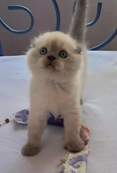 Scottish Fold Point Erkek