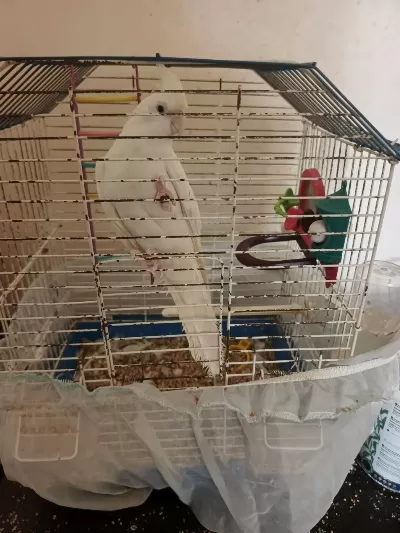 Albino Sultan Papağanı