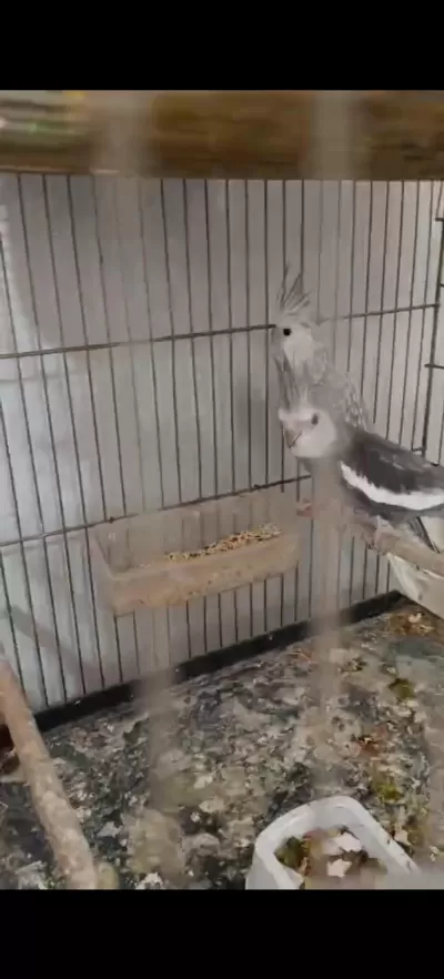 Hazır Yavru Takım Sultan Papağanı