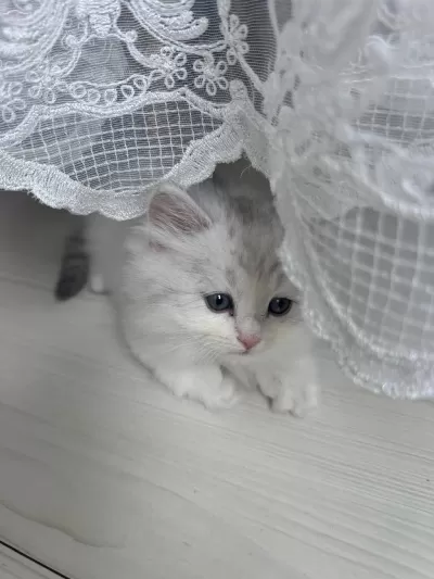 British Longhair 3 Aylık