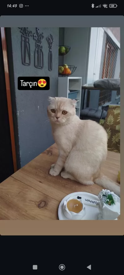 Sağlıklı Uysal Erkek Kedimiz