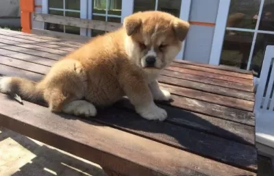 Ruhsatlı Resmi İşletmeden Taksit Avantajıyla Japon Akita