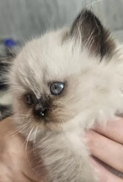Safkan Anne Ve Babadan British Longhair