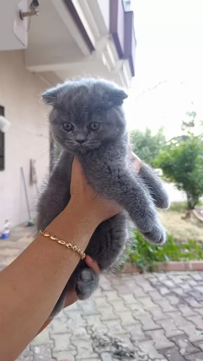 3 Tane Dişi Yavru Kedimiz Yeni Yuvasını Aramaktadır