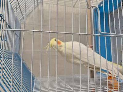 Satılık Sultan Papağanı