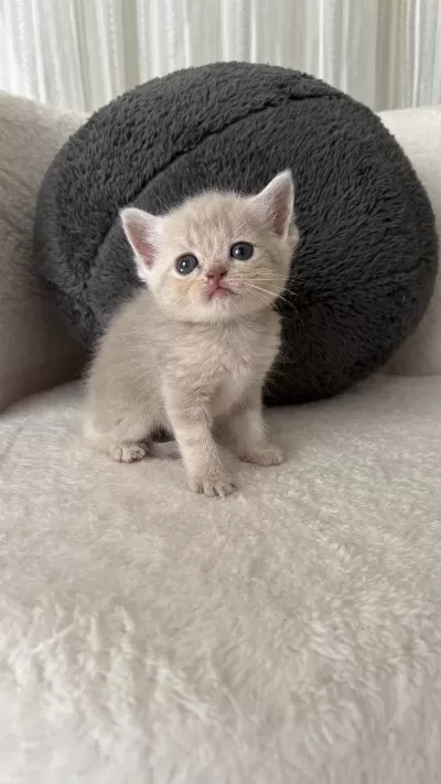 Mükemmel British Shorthair Bebişlerim