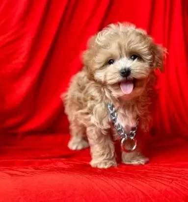 İrk Ve Sağlık Garantili Maltipoo Yavrular