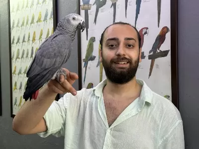 Evcil Eğitimli Konuşan Jako Papağani