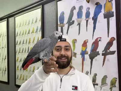 Full Eğitimli Çok Konuşan Jako Papağani